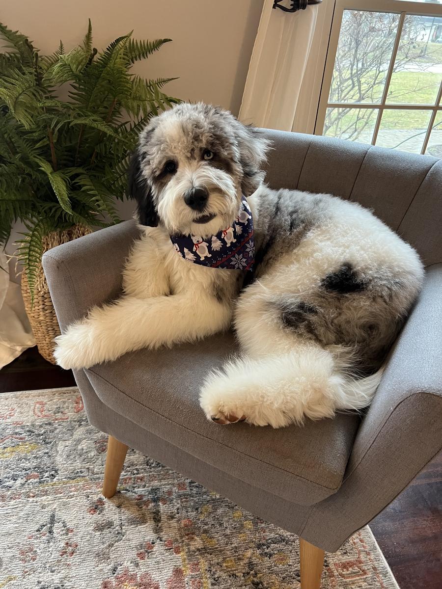 An A.N.A. Doodles puppy — Goldendoodles & Bernedoodles in Cold Spring, MN