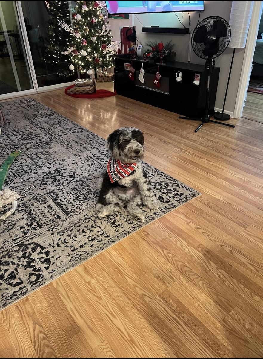 An A.N.A. Doodles puppy — Goldendoodles & Bernedoodles in Cold Spring, MN