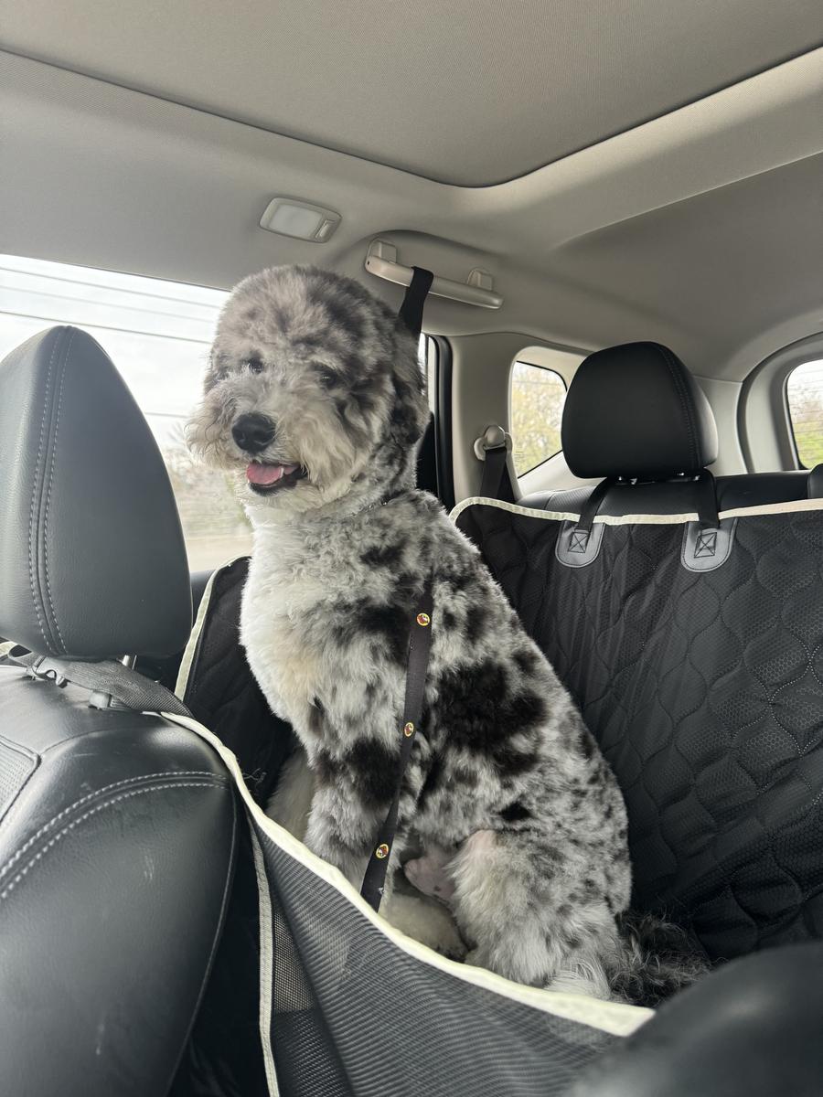 An A.N.A. Doodles puppy — Goldendoodles & Bernedoodles in Cold Spring, MN