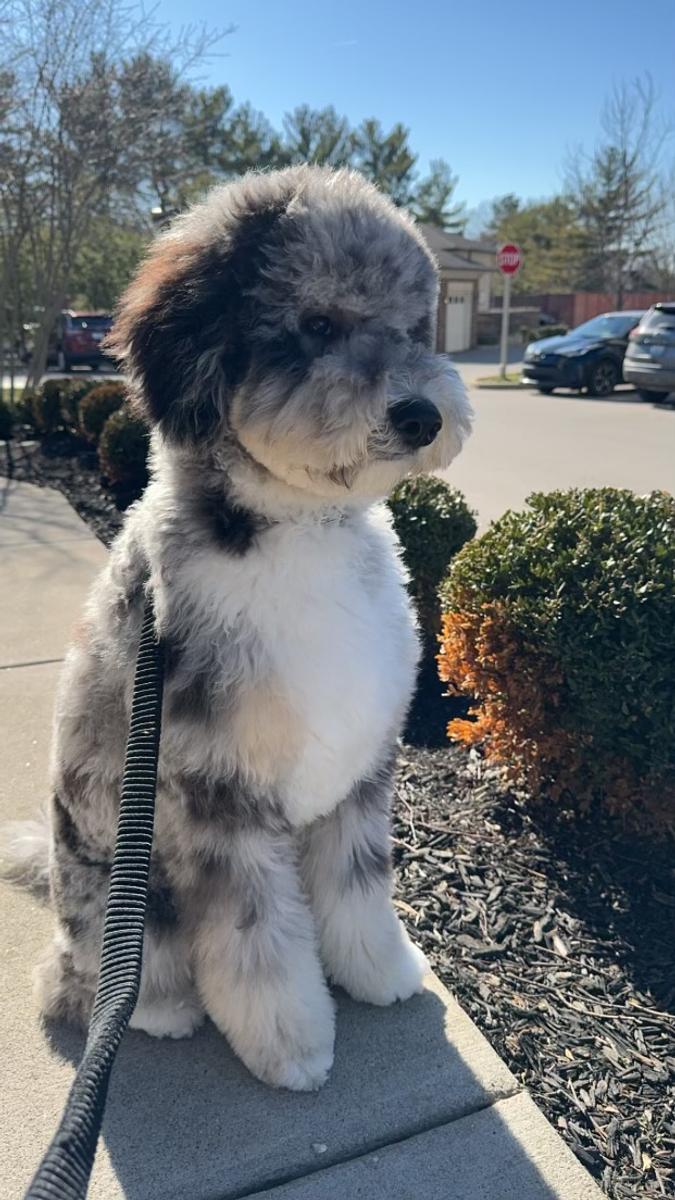An A.N.A. Doodles puppy — Goldendoodles & Bernedoodles in Cold Spring, MN