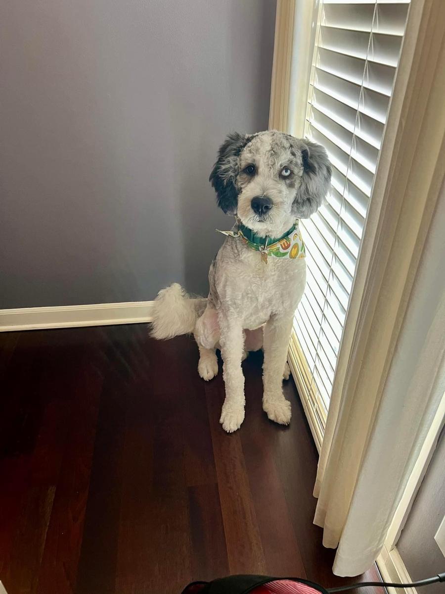An A.N.A. Doodles puppy — Goldendoodles & Bernedoodles in Cold Spring, MN