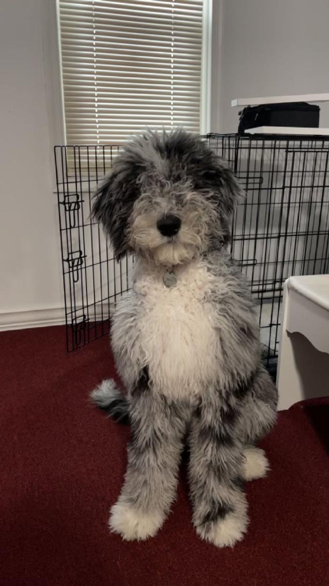 An A.N.A. Doodles puppy — Goldendoodles & Bernedoodles in Cold Spring, MN