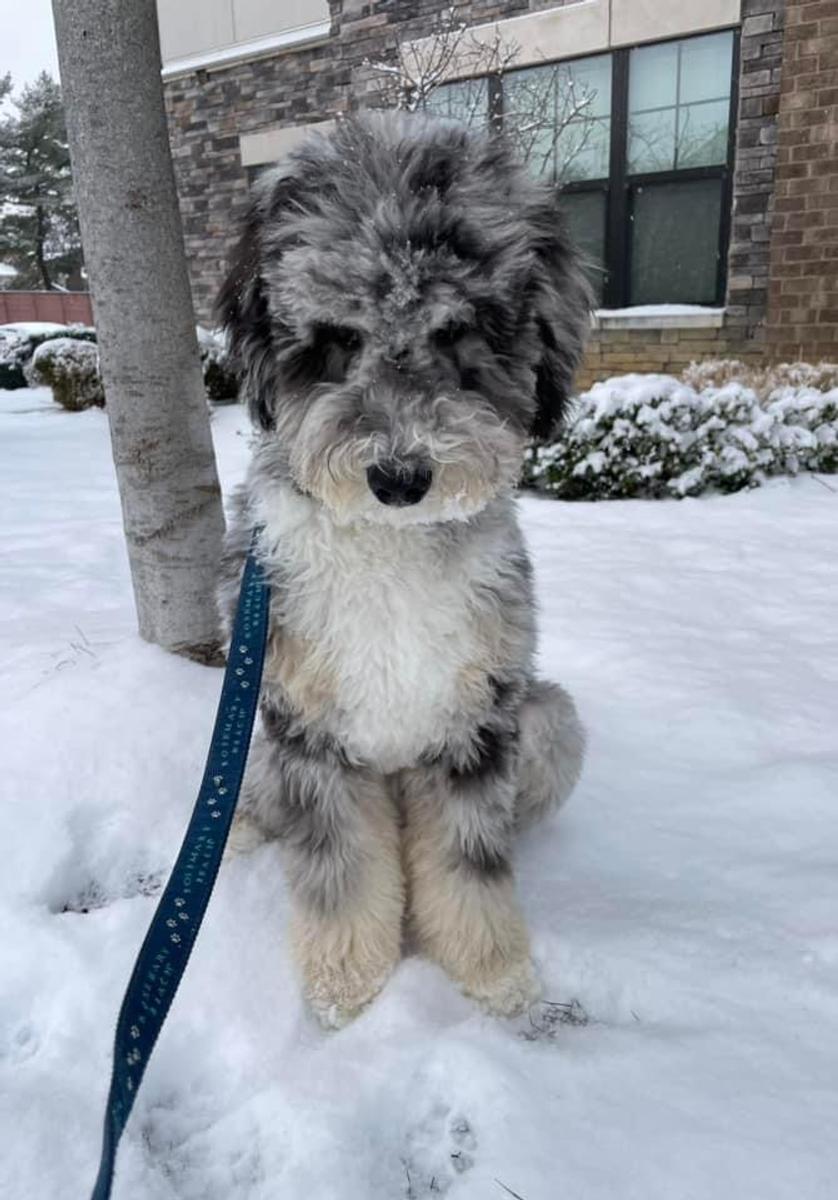 An A.N.A. Doodles puppy — Goldendoodles & Bernedoodles in Cold Spring, MN