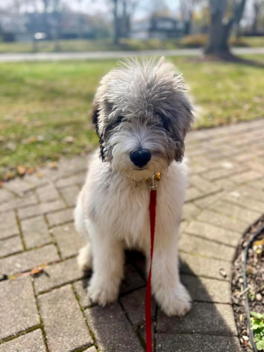 An A.N.A. Doodles puppy — Goldendoodles & Bernedoodles in Cold Spring, MN