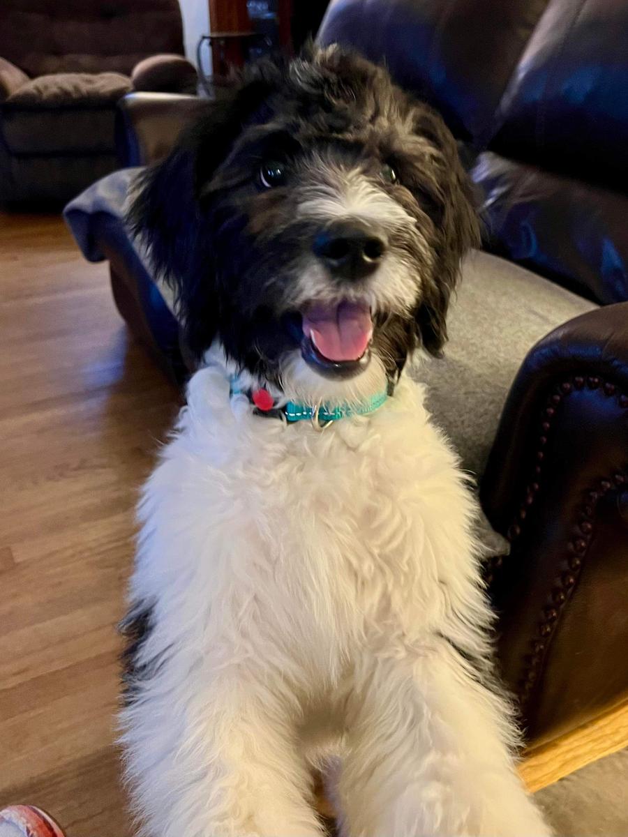 An A.N.A. Doodles puppy — Goldendoodles & Bernedoodles in Cold Spring, MN