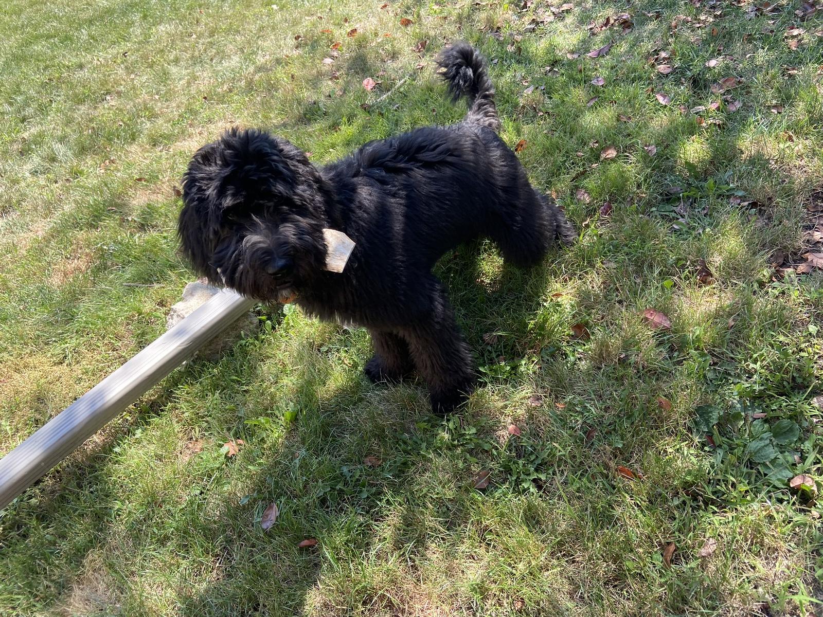 A grown-up A.N.A. doodle with their family — Goldendoodles & Bernedoodles in Cold Spring, MN