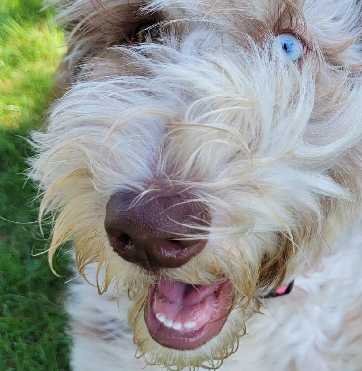 A grown-up A.N.A. doodle with their family — Goldendoodles & Bernedoodles in Cold Spring, MN