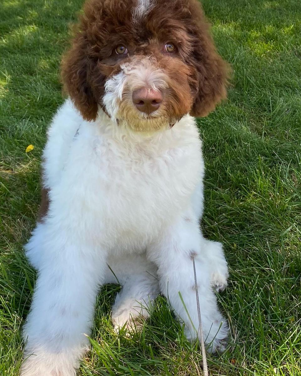 A grown-up A.N.A. doodle with their family — Goldendoodles & Bernedoodles in Cold Spring, MN