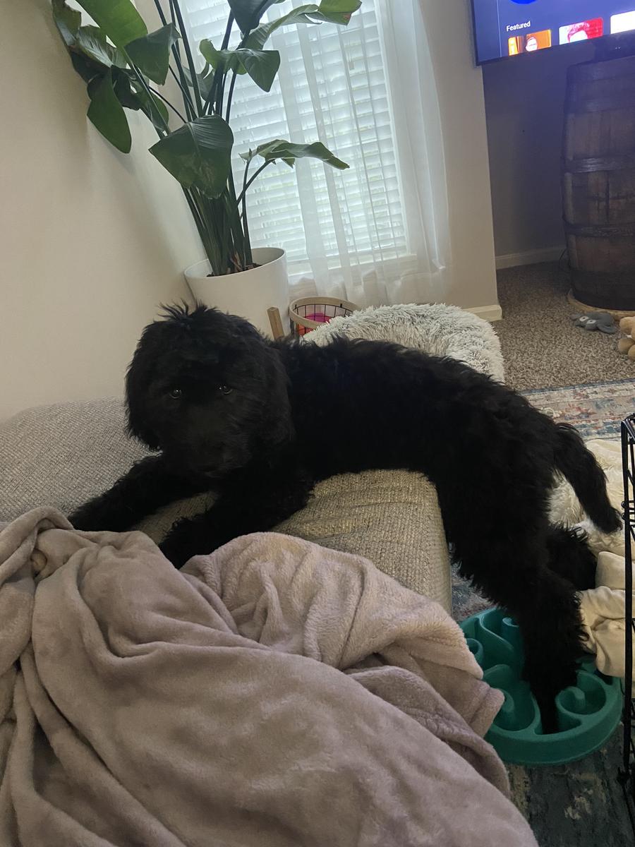 A grown-up A.N.A. doodle with their family — Goldendoodles & Bernedoodles in Cold Spring, MN