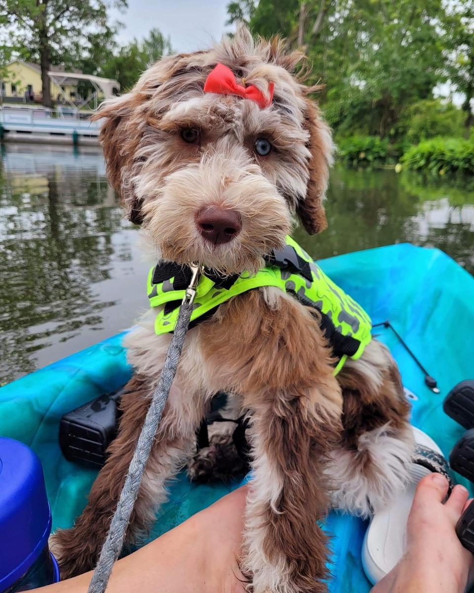 A grown-up A.N.A. doodle with their family — Goldendoodles & Bernedoodles in Cold Spring, MN