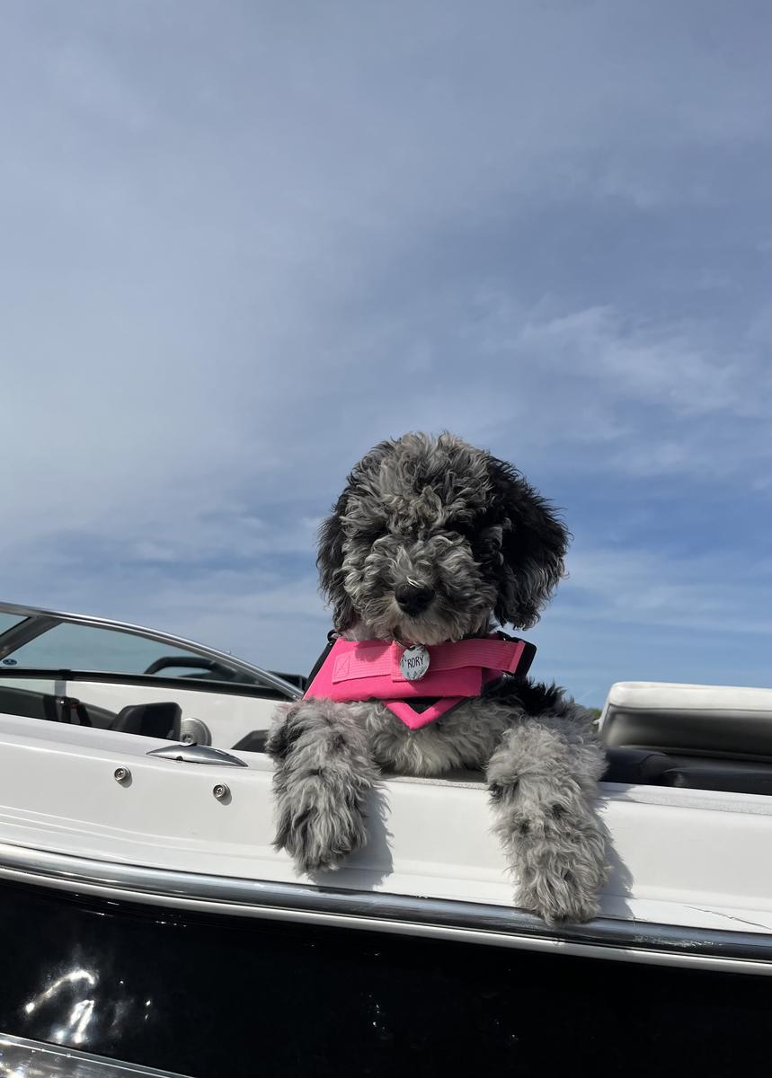 A grown-up A.N.A. doodle with their family — Goldendoodles & Bernedoodles in Cold Spring, MN