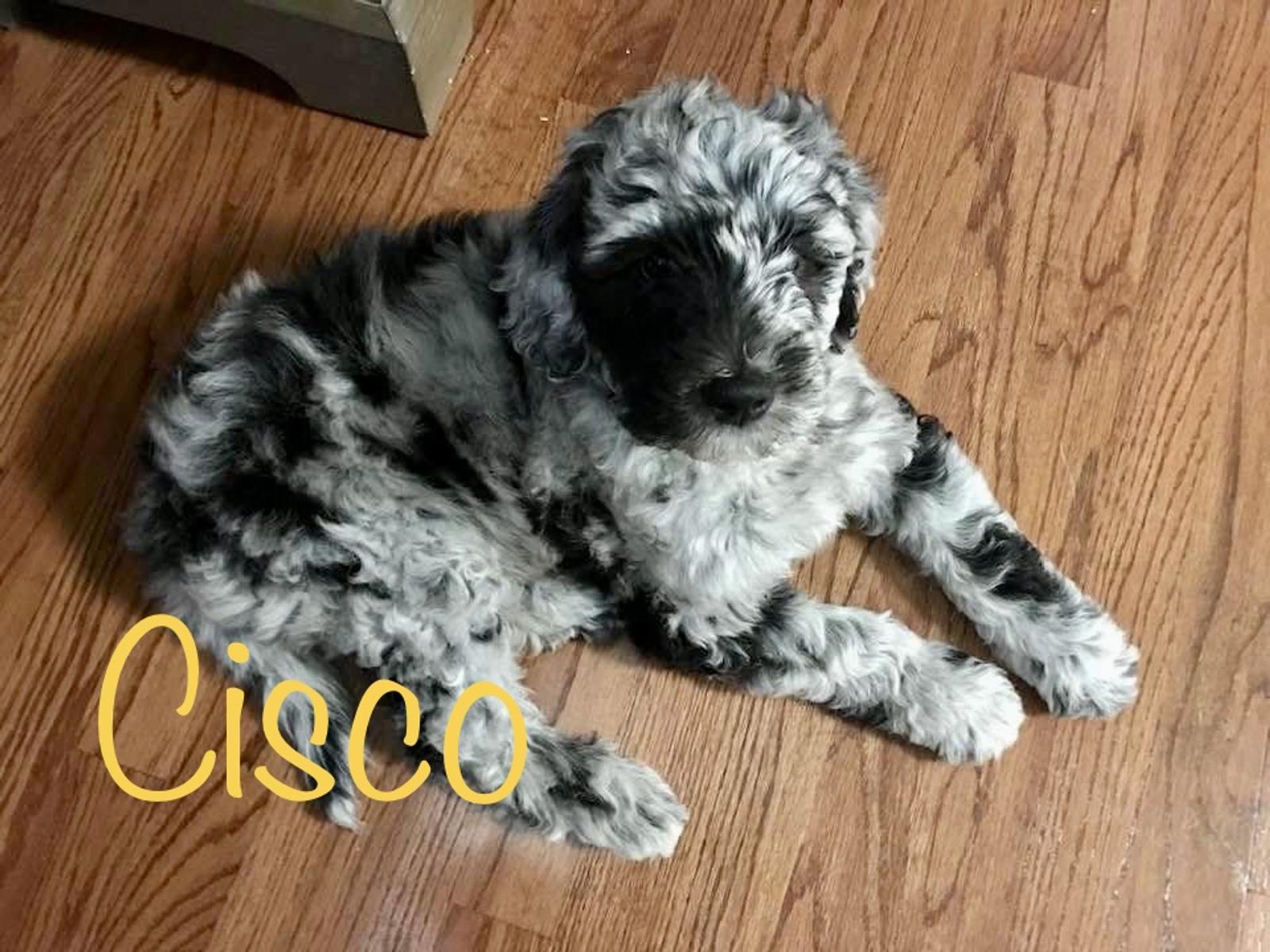 A grown-up A.N.A. doodle with their family — Goldendoodles & Bernedoodles in Cold Spring, MN