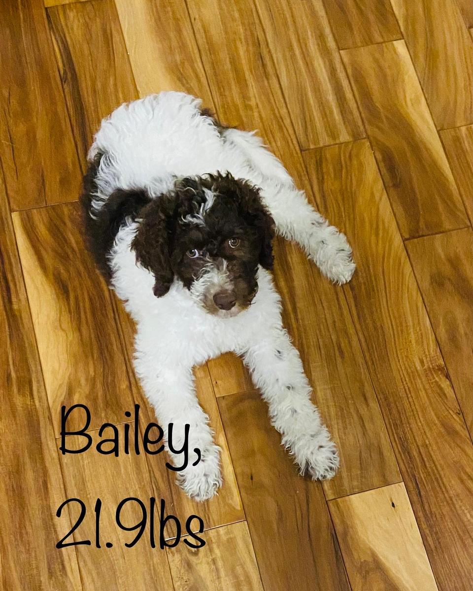 A grown-up A.N.A. doodle with their family — Goldendoodles & Bernedoodles in Cold Spring, MN