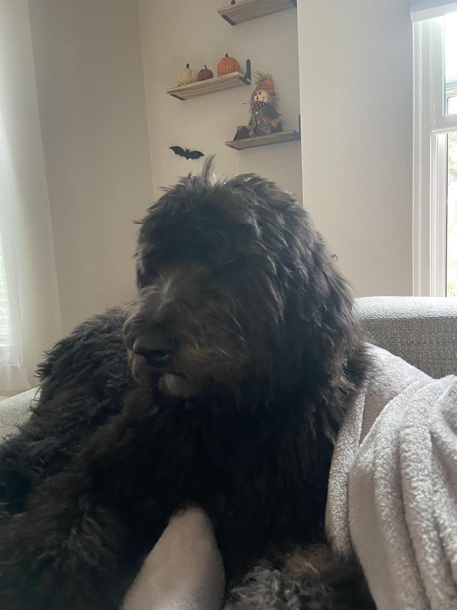 A grown-up A.N.A. doodle with their family — Goldendoodles & Bernedoodles in Cold Spring, MN