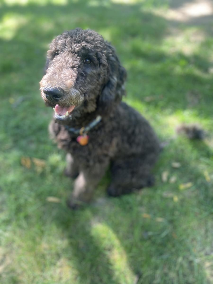 A grown-up A.N.A. doodle with their family — Goldendoodles & Bernedoodles in Cold Spring, MN