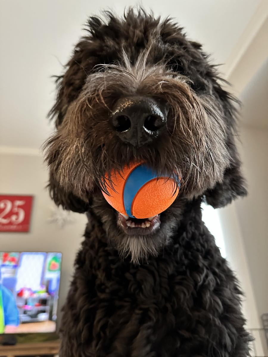 A grown-up A.N.A. doodle with their family — Goldendoodles & Bernedoodles in Cold Spring, MN