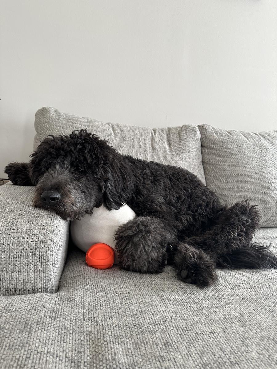 A grown-up A.N.A. doodle with their family — Goldendoodles & Bernedoodles in Cold Spring, MN