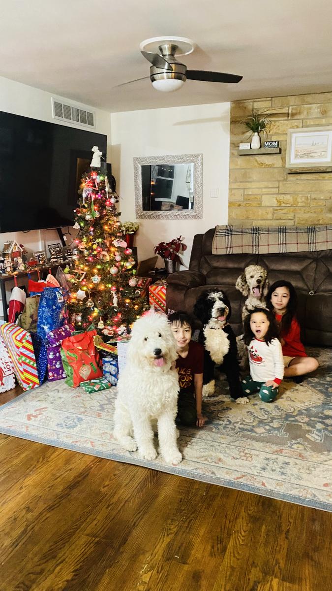 Life at A.N.A. Doodles — Goldendoodles & Bernedoodles in Cold Spring, MN