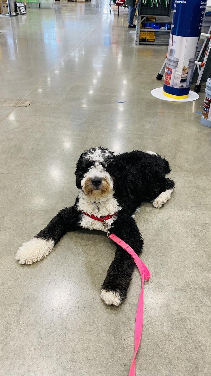 Life at A.N.A. Doodles — Goldendoodles & Bernedoodles in Cold Spring, MN