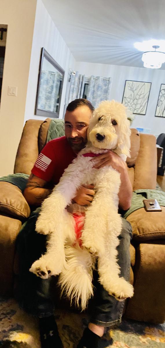 Life at A.N.A. Doodles — Goldendoodles & Bernedoodles in Cold Spring, MN