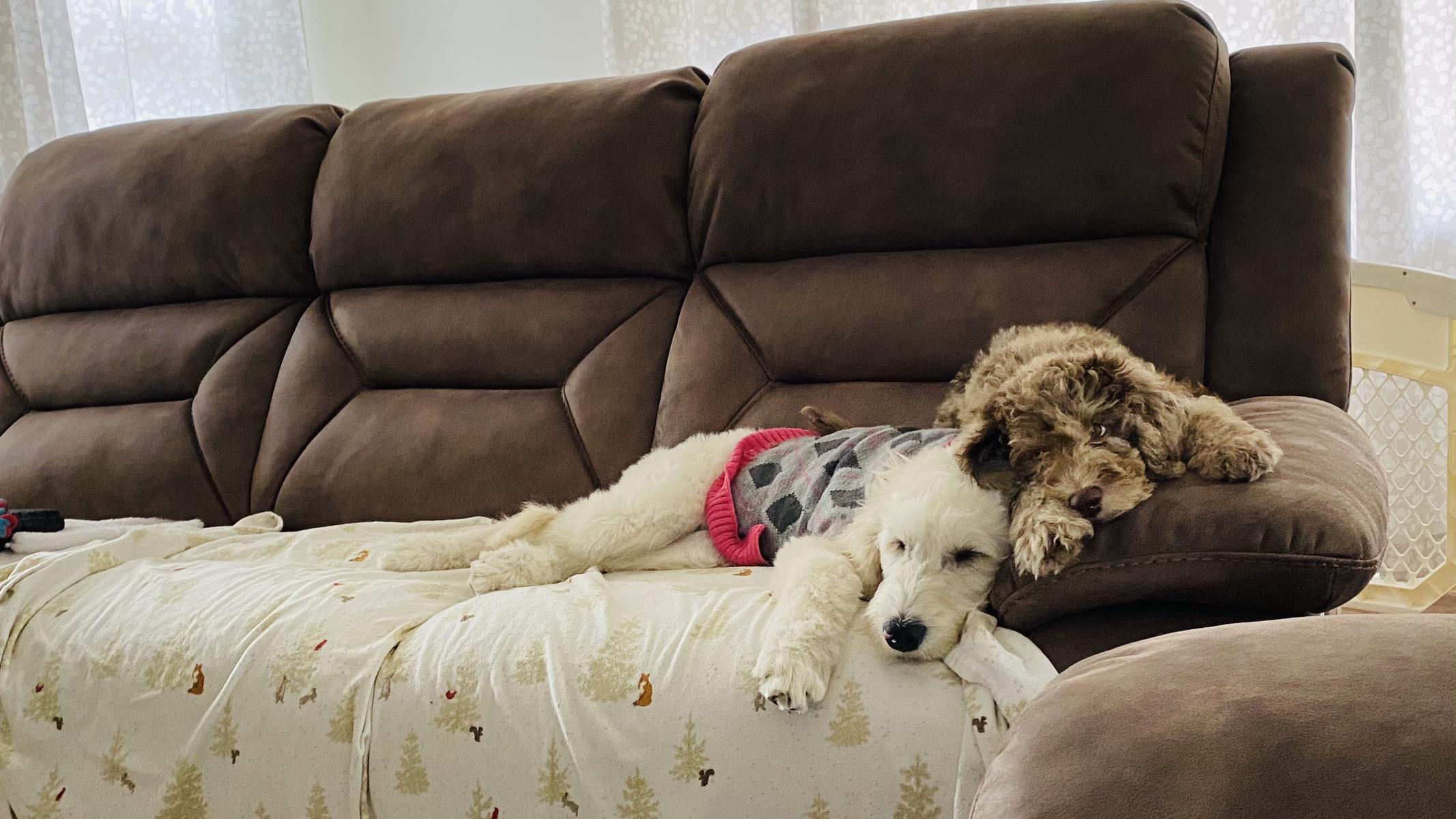 Life at A.N.A. Doodles — Goldendoodles & Bernedoodles in Cold Spring, MN