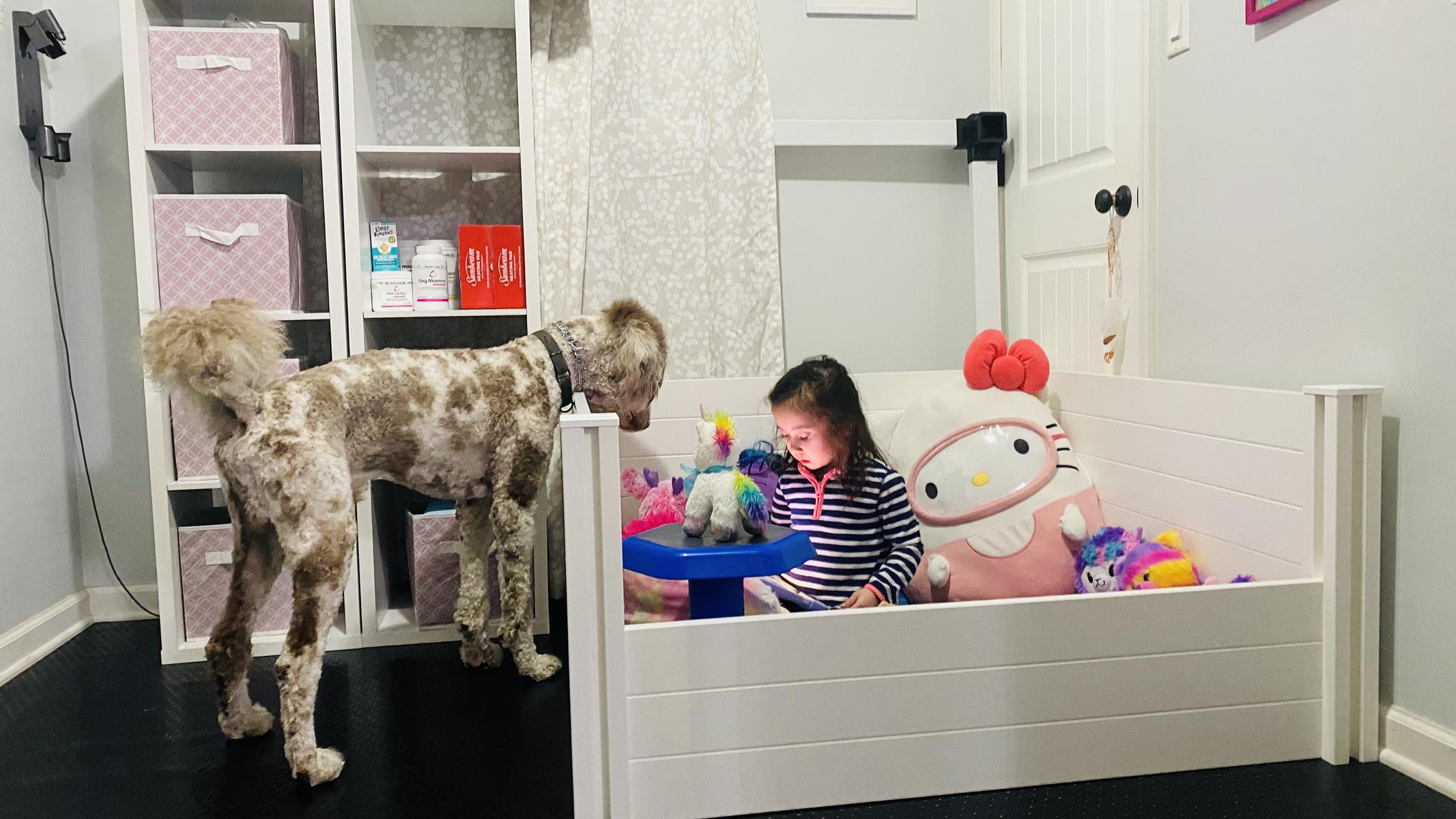 Life at A.N.A. Doodles — Goldendoodles & Bernedoodles in Cold Spring, MN