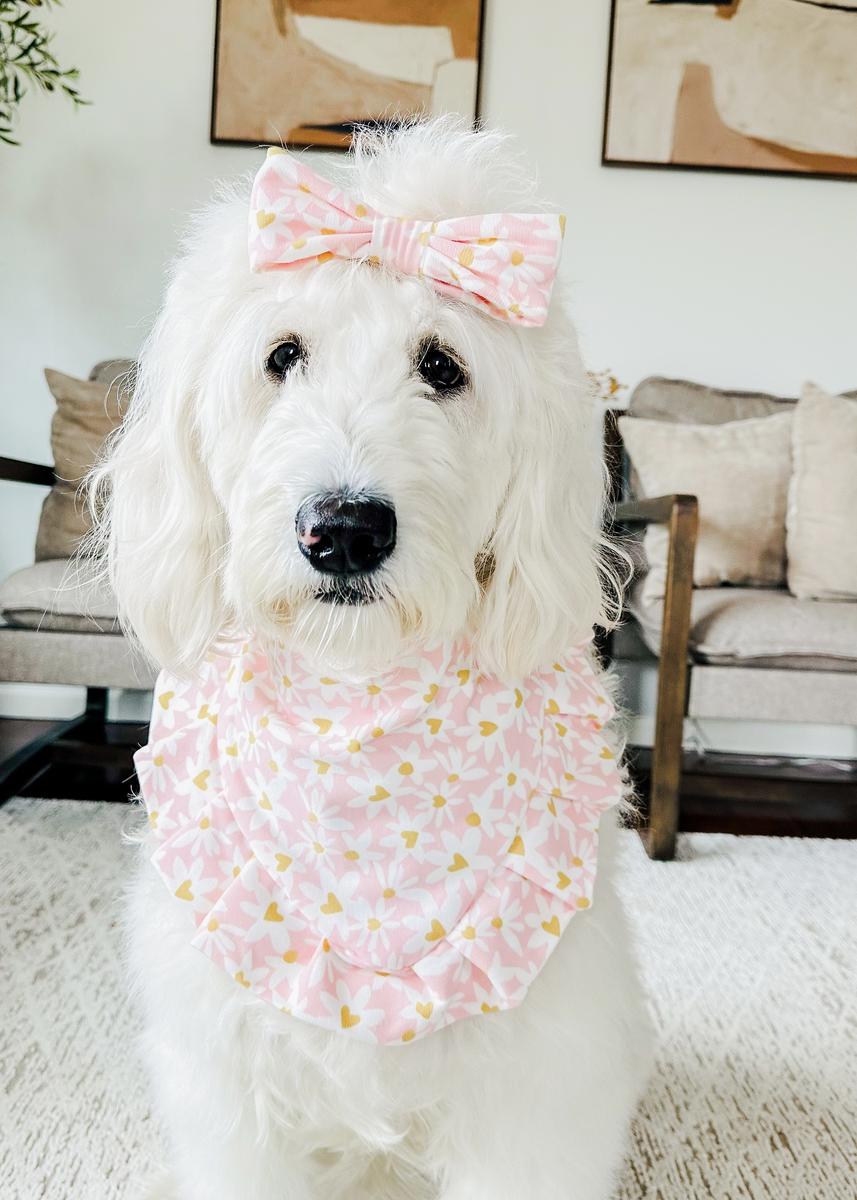 Life at A.N.A. Doodles — Goldendoodles & Bernedoodles in Cold Spring, MN