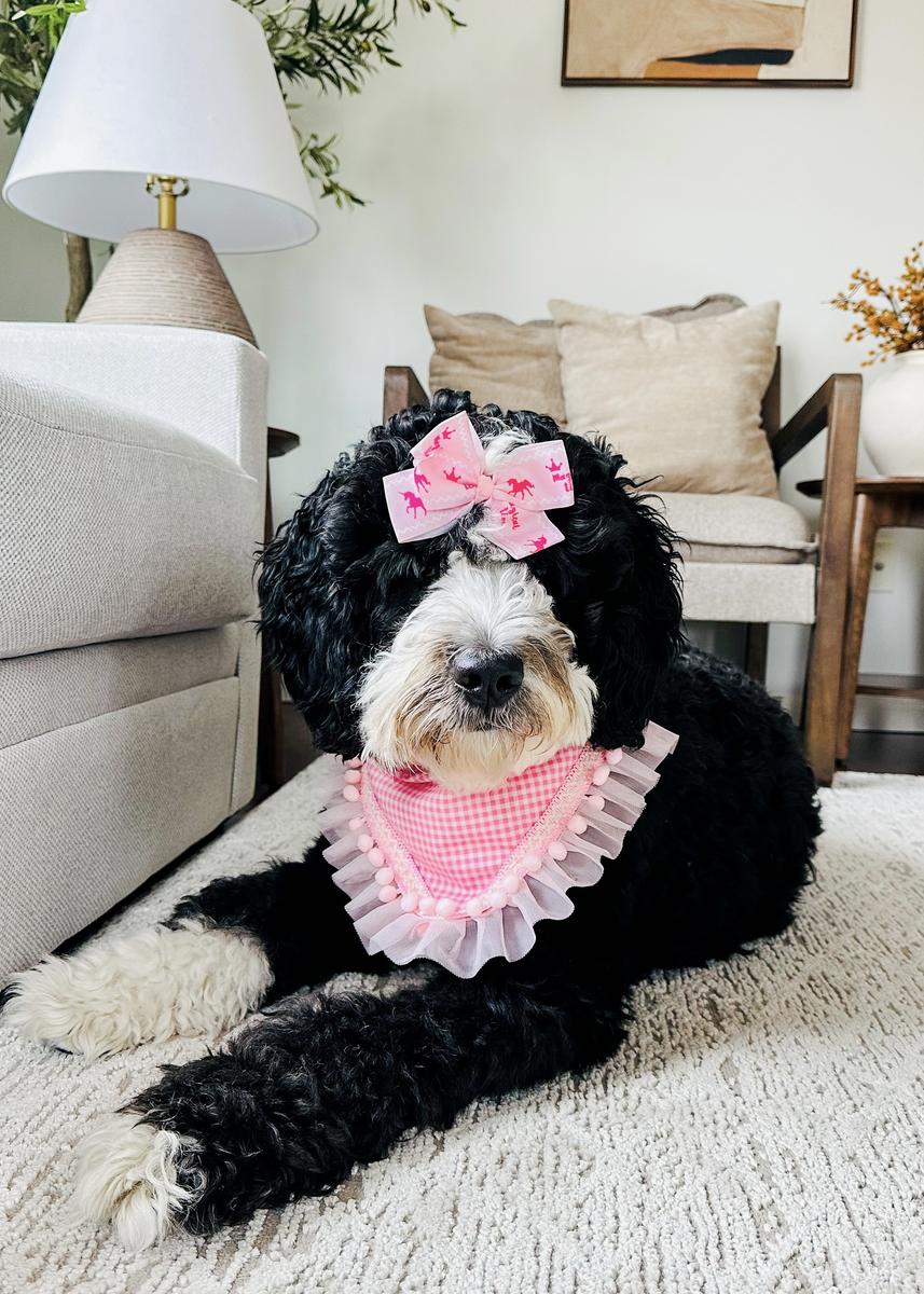 Life at A.N.A. Doodles — Goldendoodles & Bernedoodles in Cold Spring, MN