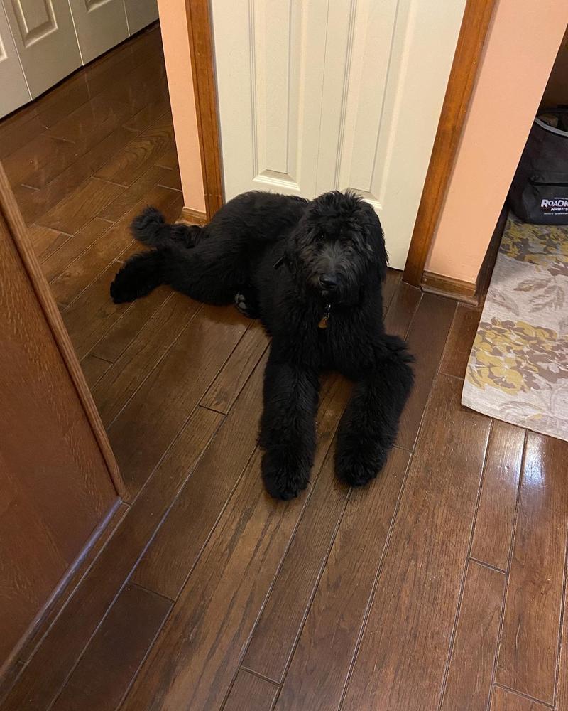 A grown-up A.N.A. doodle with their family — Goldendoodles & Bernedoodles in Cold Spring, MN