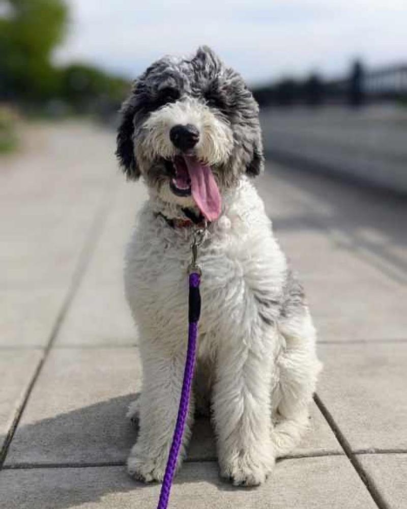 A grown-up A.N.A. doodle with their family — Goldendoodles & Bernedoodles in Cold Spring, MN