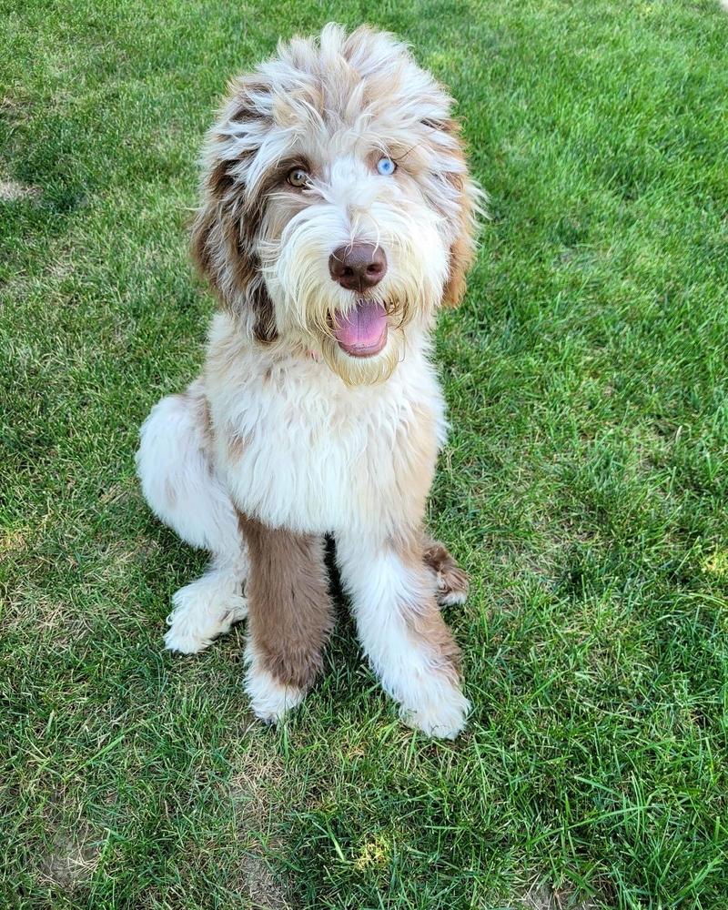 A grown-up A.N.A. doodle with their family — Goldendoodles & Bernedoodles in Cold Spring, MN