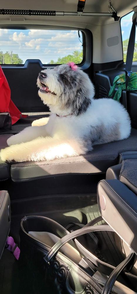 A grown-up A.N.A. doodle with their family — Goldendoodles & Bernedoodles in Cold Spring, MN
