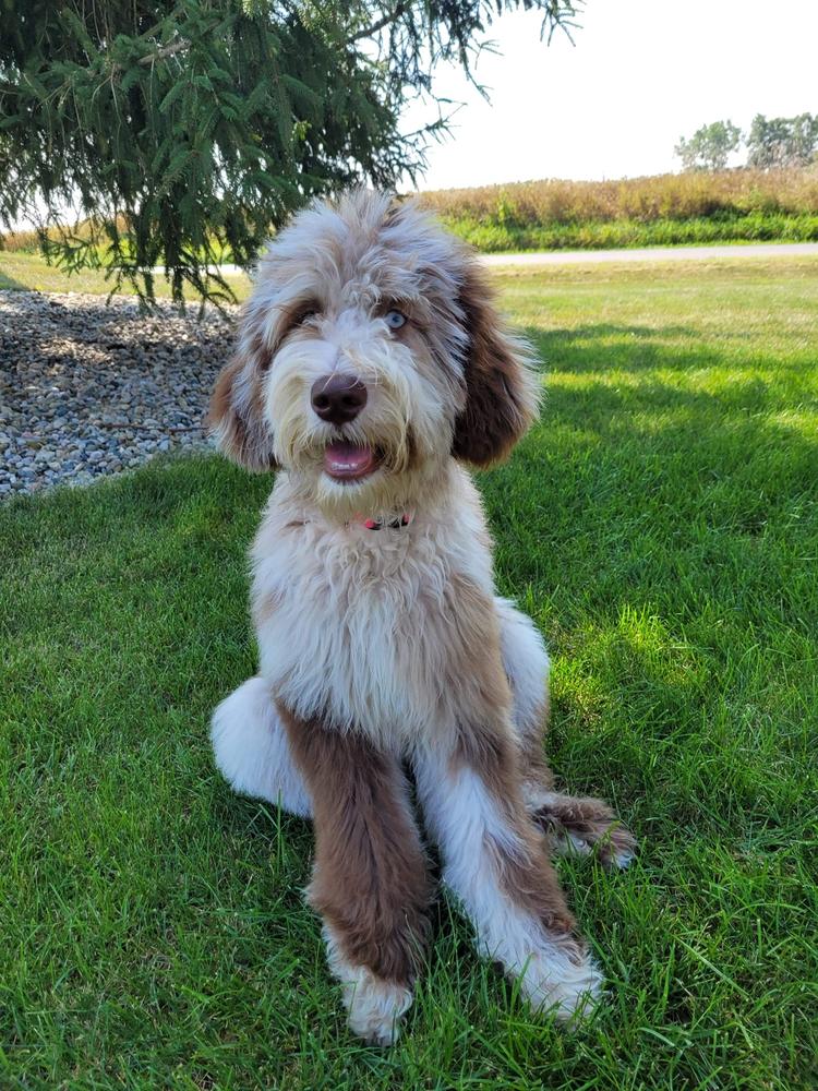 A grown-up A.N.A. doodle with their family — Goldendoodles & Bernedoodles in Cold Spring, MN