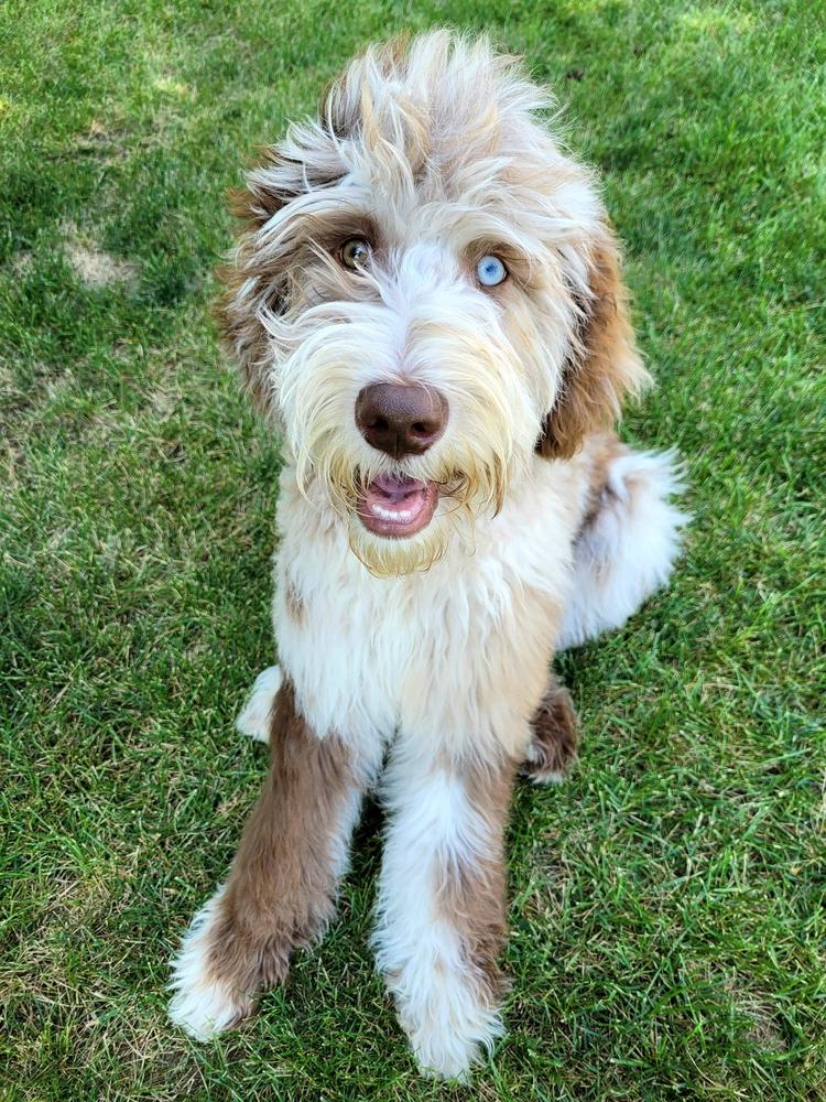 A grown-up A.N.A. doodle with their family — Goldendoodles & Bernedoodles in Cold Spring, MN
