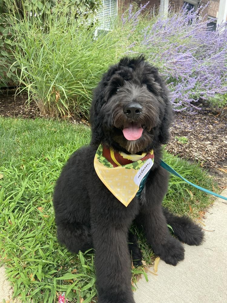 A grown-up A.N.A. doodle with their family — Goldendoodles & Bernedoodles in Cold Spring, MN