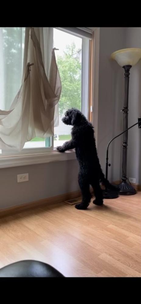 A grown-up A.N.A. doodle with their family — Goldendoodles & Bernedoodles in Cold Spring, MN