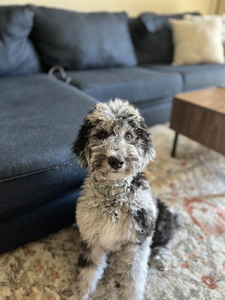 A grown-up A.N.A. doodle with their family — Goldendoodles & Bernedoodles in Cold Spring, MN