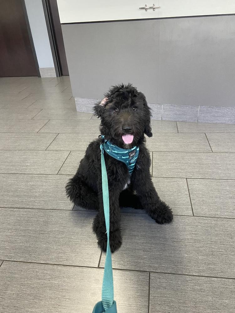 A grown-up A.N.A. doodle with their family — Goldendoodles & Bernedoodles in Cold Spring, MN