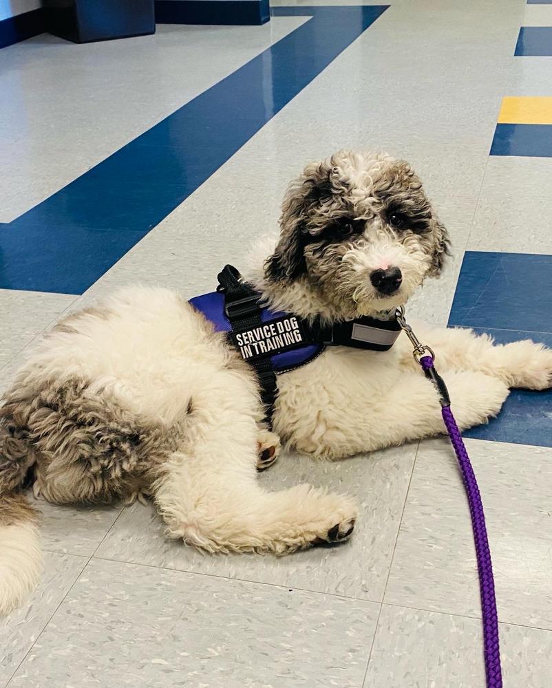 A grown-up A.N.A. doodle with their family — Goldendoodles & Bernedoodles in Cold Spring, MN