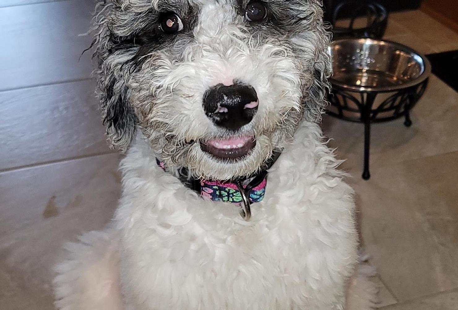 A grown-up A.N.A. doodle with their family — Goldendoodles & Bernedoodles in Cold Spring, MN
