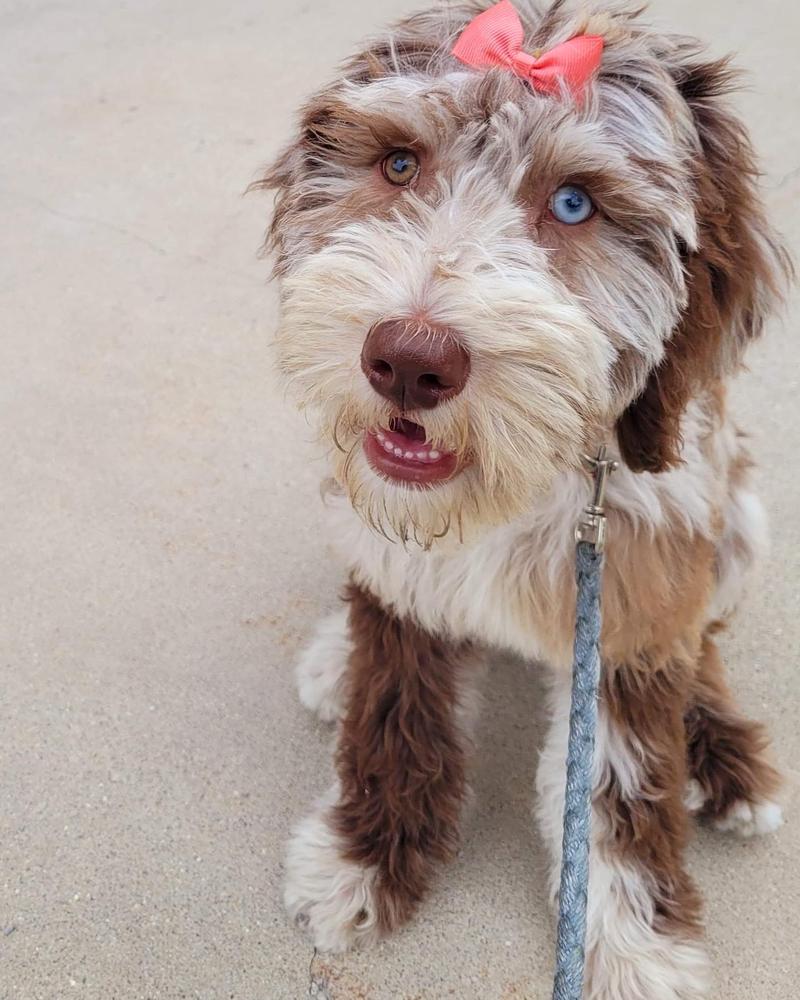 A grown-up A.N.A. doodle with their family — Goldendoodles & Bernedoodles in Cold Spring, MN