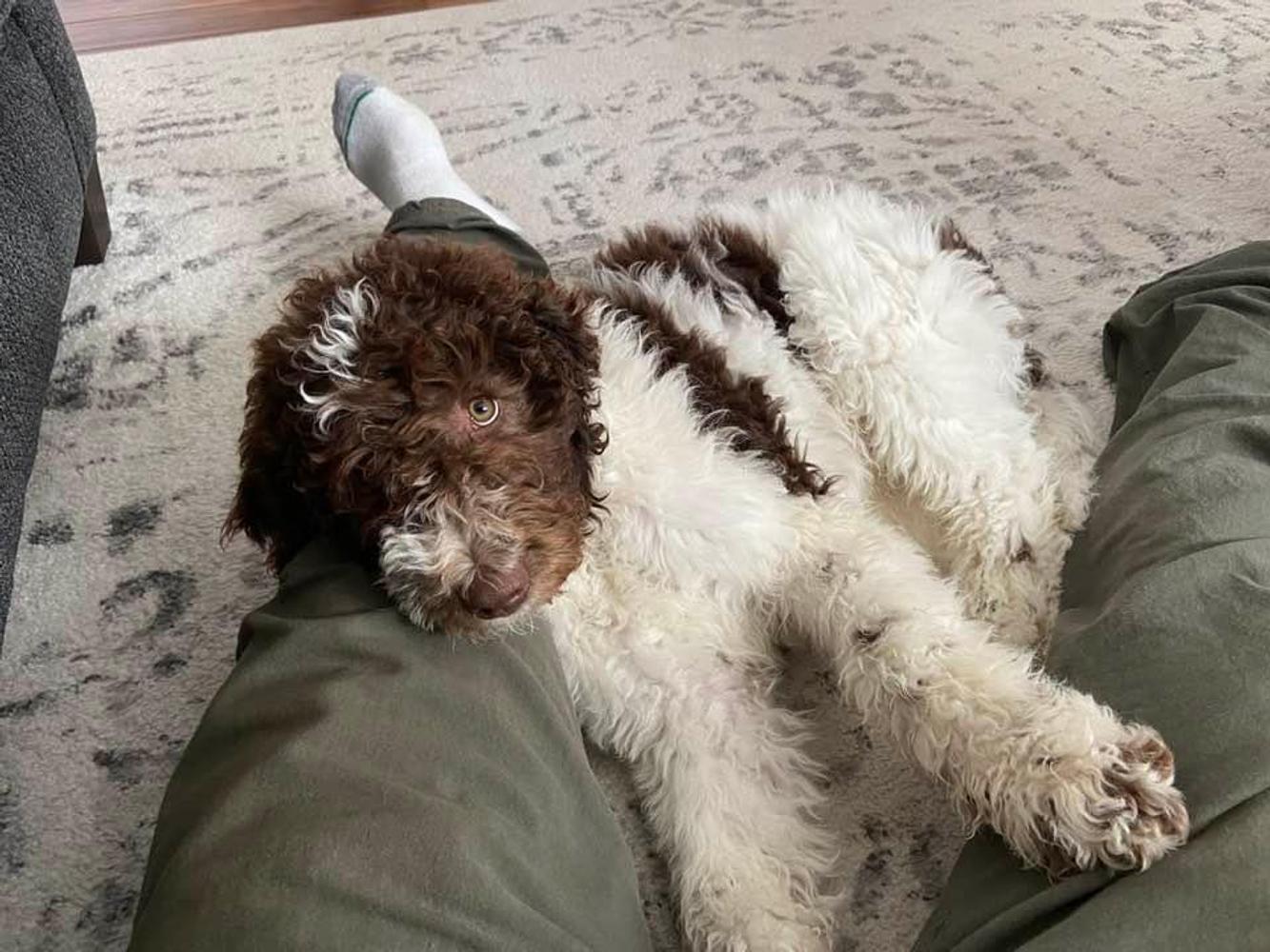 A grown-up A.N.A. doodle with their family — Goldendoodles & Bernedoodles in Cold Spring, MN