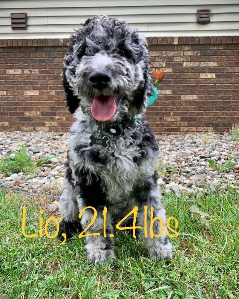 A grown-up A.N.A. doodle with their family — Goldendoodles & Bernedoodles in Cold Spring, MN