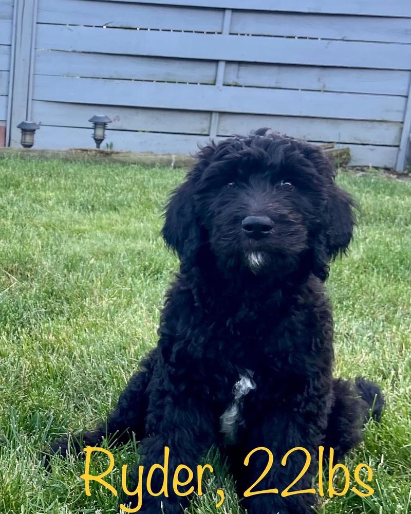 A grown-up A.N.A. doodle with their family — Goldendoodles & Bernedoodles in Cold Spring, MN