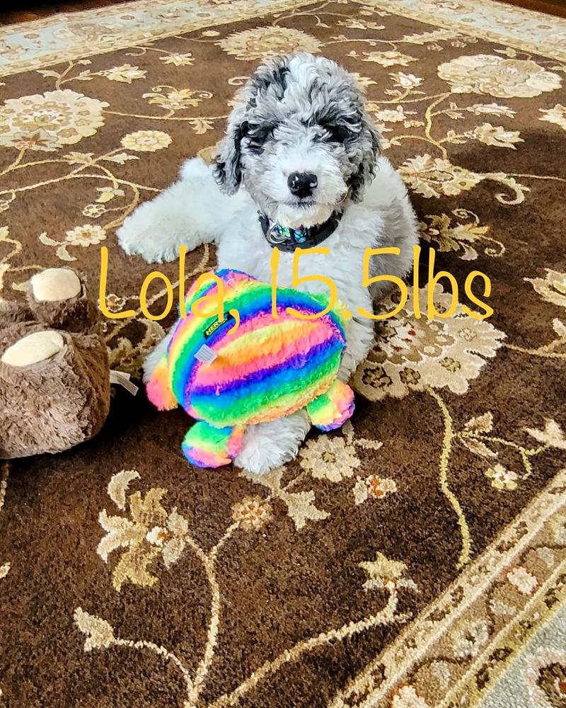 A grown-up A.N.A. doodle with their family — Goldendoodles & Bernedoodles in Cold Spring, MN