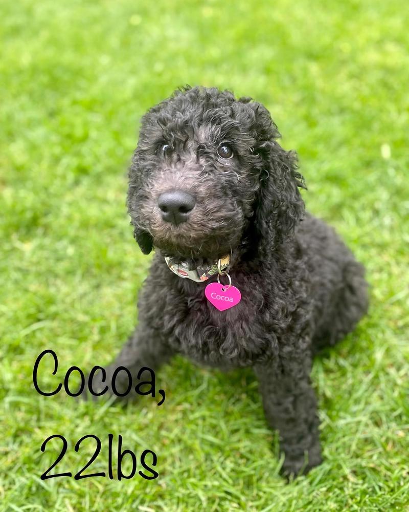 A grown-up A.N.A. doodle with their family — Goldendoodles & Bernedoodles in Cold Spring, MN