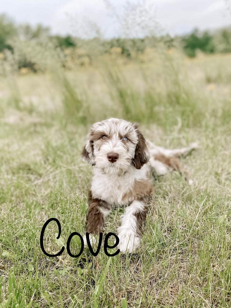 A grown-up A.N.A. doodle with their family — Goldendoodles & Bernedoodles in Cold Spring, MN