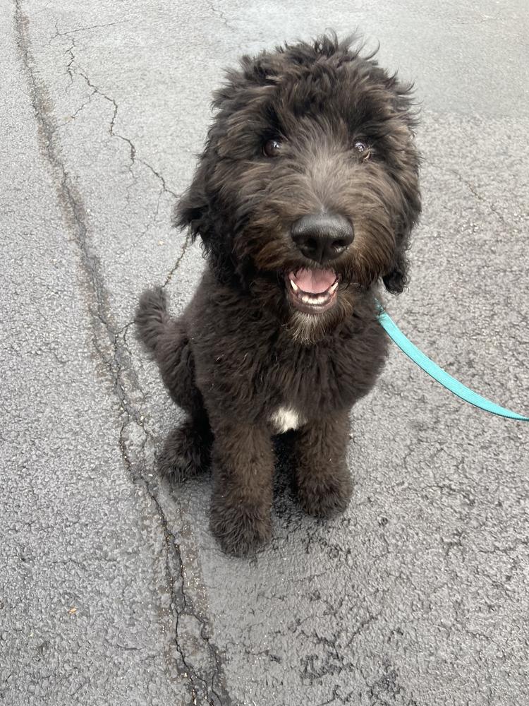A grown-up A.N.A. doodle with their family — Goldendoodles & Bernedoodles in Cold Spring, MN