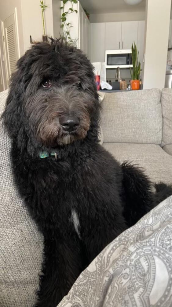 A grown-up A.N.A. doodle with their family — Goldendoodles & Bernedoodles in Cold Spring, MN