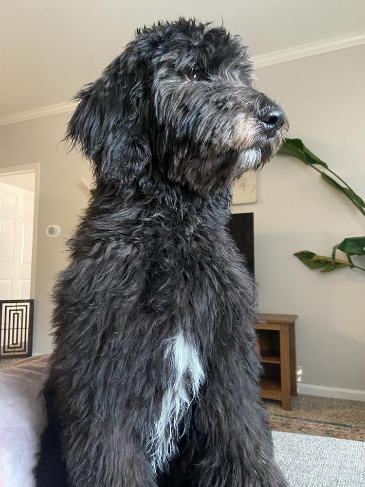 A grown-up A.N.A. doodle with their family — Goldendoodles & Bernedoodles in Cold Spring, MN